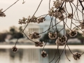 Jefferson Memorial Through the Cherry Blossoms